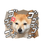 豆柴（柴犬）ゆず（個別スタンプ：17）