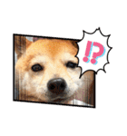 豆柴（柴犬）ゆず（個別スタンプ：19）