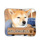 豆柴（柴犬）ゆず（個別スタンプ：20）