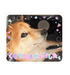 豆柴（柴犬）ゆず（個別スタンプ：21）
