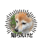 豆柴（柴犬）ゆず（個別スタンプ：22）