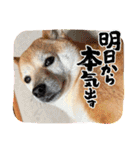 豆柴（柴犬）ゆず（個別スタンプ：23）