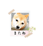 豆柴（柴犬）ゆず（個別スタンプ：24）