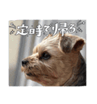 つちやさんのスタンプオールスターズ！（個別スタンプ：15）