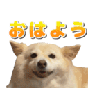 ペットのイヴちゃん（個別スタンプ：1）