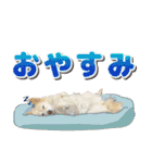 ペットのイヴちゃん（個別スタンプ：2）