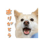 ペットのイヴちゃん（個別スタンプ：3）