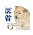 ペットのイヴちゃん（個別スタンプ：5）