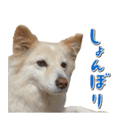 ペットのイヴちゃん（個別スタンプ：7）
