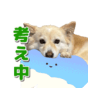 ペットのイヴちゃん（個別スタンプ：9）