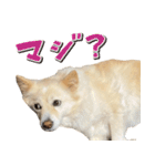 ペットのイヴちゃん（個別スタンプ：12）