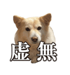 ペットのイヴちゃん（個別スタンプ：13）