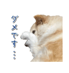 ペットのイヴちゃん（個別スタンプ：16）