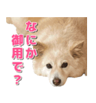 ペットのイヴちゃん（個別スタンプ：17）