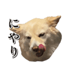 ペットのイヴちゃん（個別スタンプ：18）