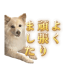 ペットのイヴちゃん（個別スタンプ：19）