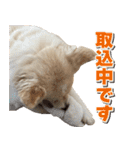 ペットのイヴちゃん（個別スタンプ：21）