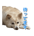 ペットのイヴちゃん（個別スタンプ：22）