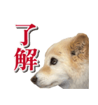 ペットのイヴちゃん（個別スタンプ：23）
