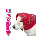 ペットのイヴちゃん（個別スタンプ：24）