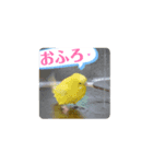 セキセイインコ黄色青色遊ぼ愛してる嬉お疲（個別スタンプ：3）