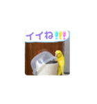 セキセイインコ黄色青色遊ぼ愛してる嬉お疲（個別スタンプ：4）