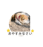 まこもとプードルと柴犬とウーパールーパー（個別スタンプ：7）