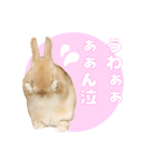 うさぎのめろくん（個別スタンプ：1）