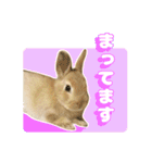 うさぎのめろくん（個別スタンプ：10）