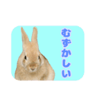 うさぎのめろくん（個別スタンプ：14）