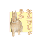 うさぎのめろくん（個別スタンプ：19）