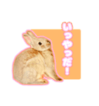 うさぎのめろくん（個別スタンプ：21）