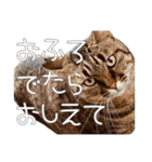 ごまーず（個別スタンプ：1）