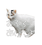 ごまーず（個別スタンプ：2）