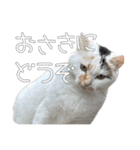 ごまーず（個別スタンプ：3）