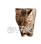 ごまーず（個別スタンプ：4）