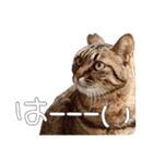 ごまーず（個別スタンプ：5）