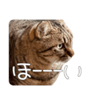 ごまーず（個別スタンプ：6）