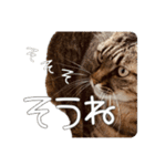 ごまーず（個別スタンプ：8）