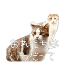 ごまーず（個別スタンプ：9）