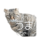 ごまーず（個別スタンプ：10）