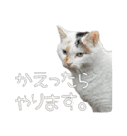 ごまーず（個別スタンプ：11）