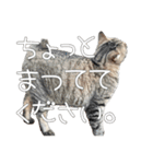 ごまーず（個別スタンプ：12）