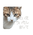 ごまーず（個別スタンプ：13）