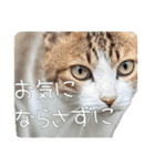 ごまーず（個別スタンプ：14）