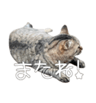 ごまーず（個別スタンプ：15）