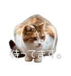 ごまーず（個別スタンプ：16）
