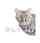ごまーず（個別スタンプ：17）