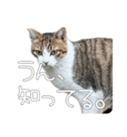 ごまーず（個別スタンプ：18）