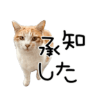 ごまーず（個別スタンプ：21）